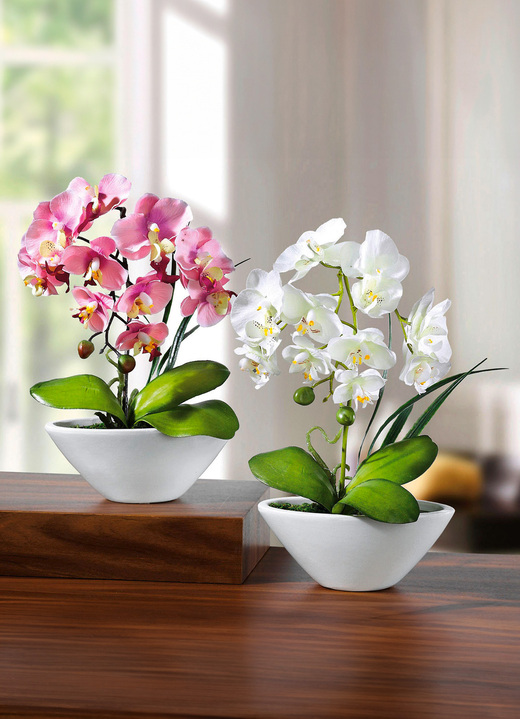 Geschenkideen - Orchideen in weissen Keramikschalen, 2er-Set, in Farbe